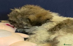 Mixed Breed dogs for sale: Beautiful Shihpoo cross maltese puppies - Image 27