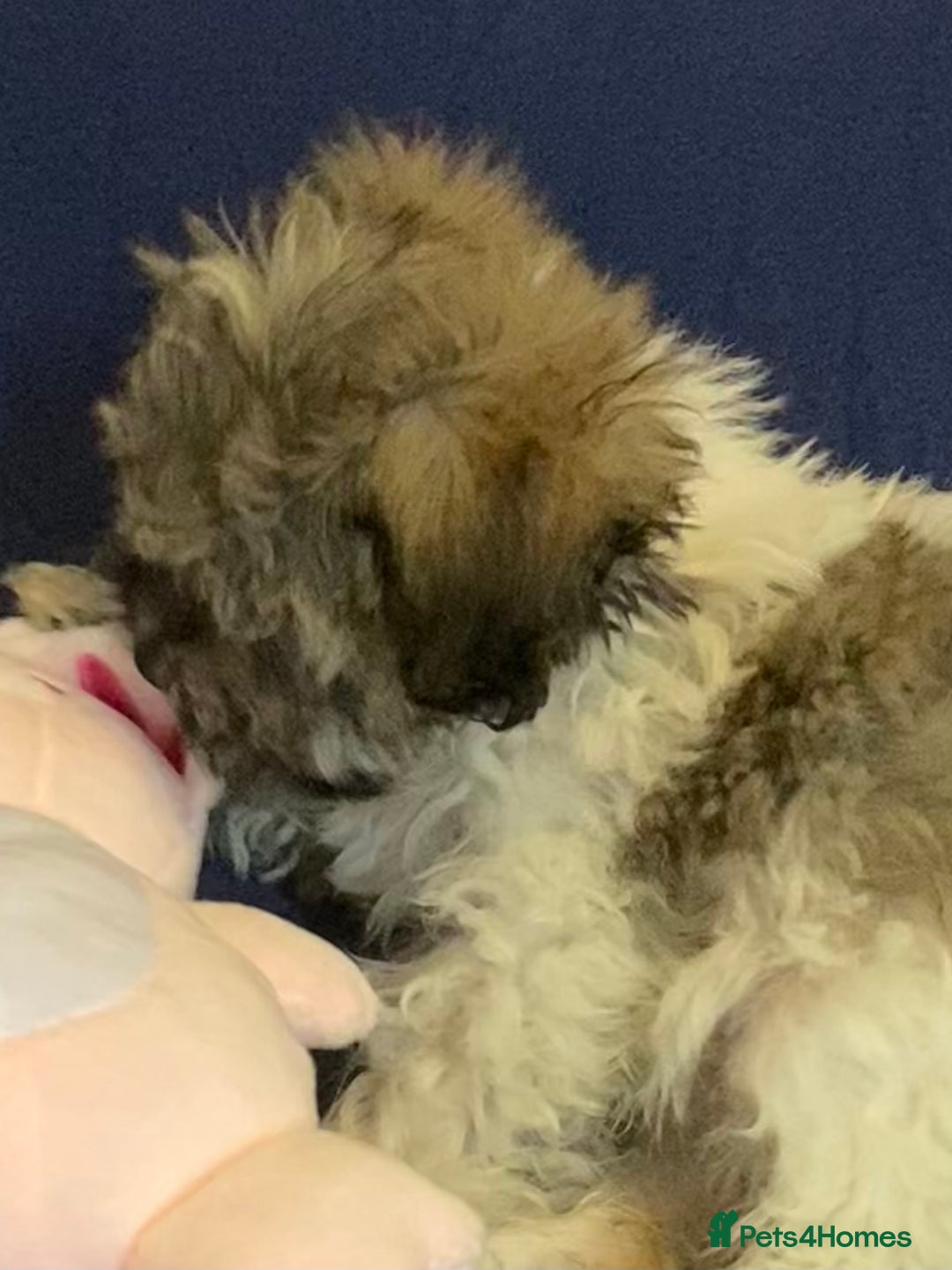 Mixed Breed dogs for sale: Beautiful Shihpoo cross maltese puppies - Image 27