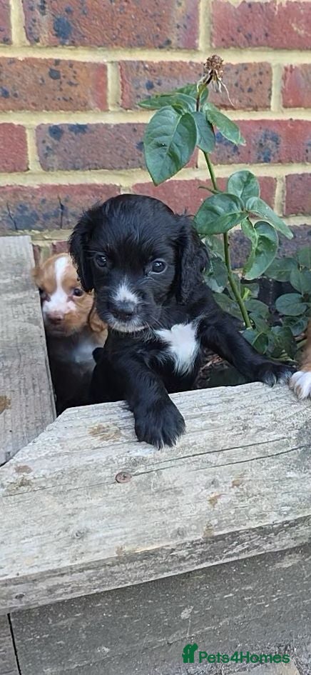 Cocker Spaniel dogs KC Cocker spaniel puppies - Advert 2