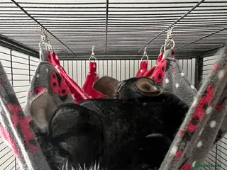 Chinchilla rodents 3 Adult female chinchillas in Radstock - Advert 1