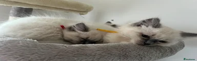 Ragdoll yellow