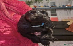 Cocker Spaniel dogs for sale: Cocker spaniel pups - Image 6