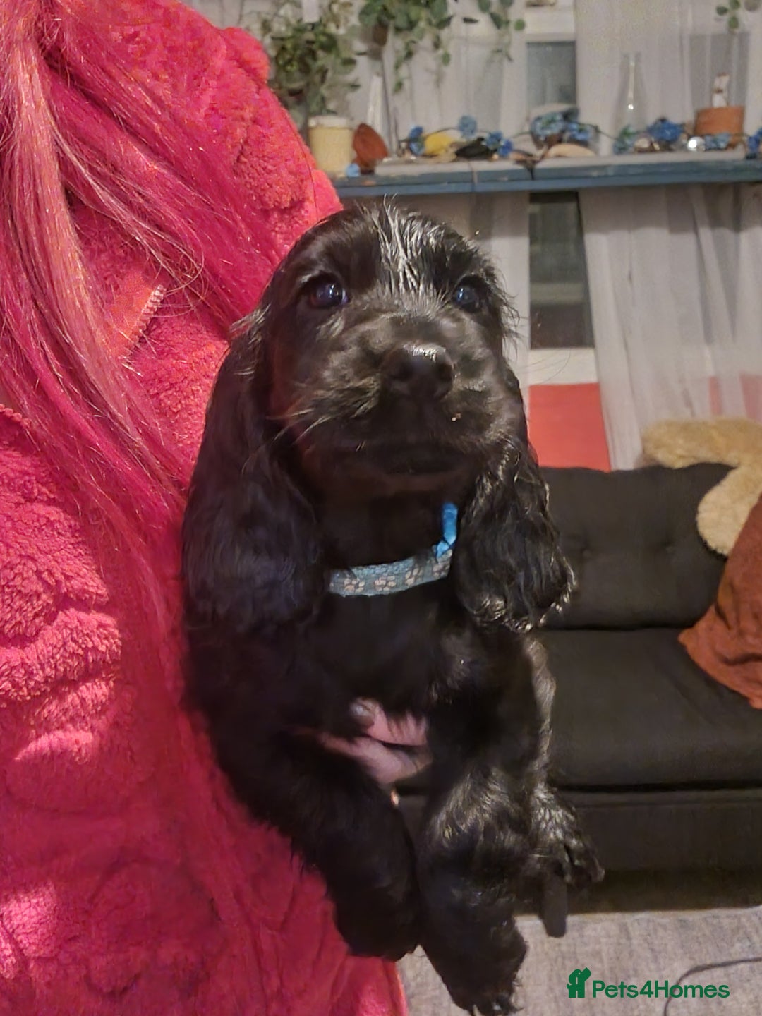 Cocker Spaniel dogs for sale: Cocker spaniel pups - Image 6