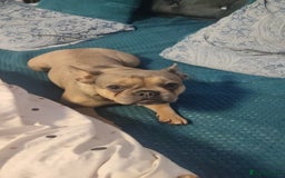 French Bulldog dogs for sale: Bulldog franch  - Image 18