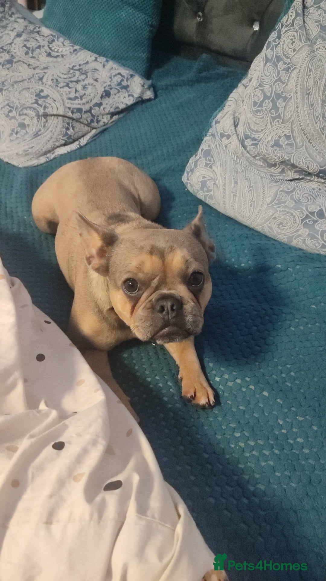 French Bulldog dogs for sale: Bulldog franch  - Image 18