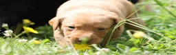 Labrador Retriever dogs for sale: Totally adorable, healthy and great line puppies - Advert 21