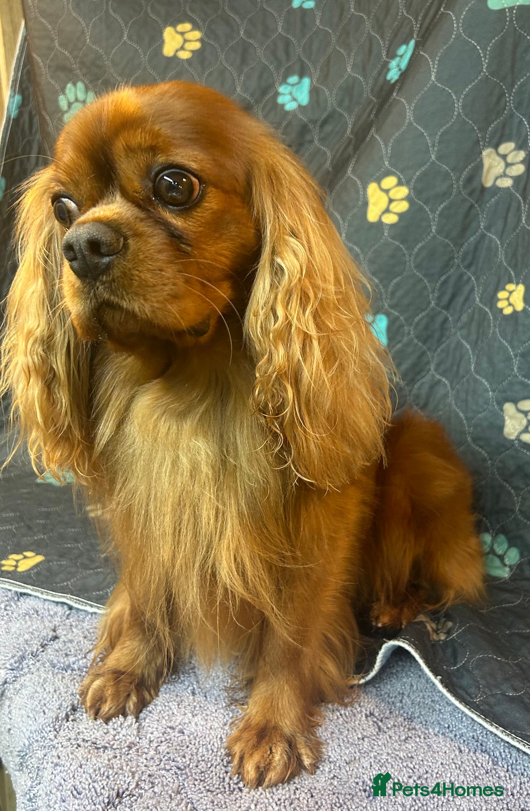 Cavalier King Charles Spaniel dogs for stud: 🌹KC REGISTERED HEALTH TESTED RUBY CKC FOR STUD in Sheerness - Advert 3
