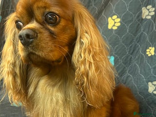 Cavalier King Charles Spaniel dogs for stud: 🌹KC REGISTERED HEALTH TESTED RUBY CKC FOR STUD in Sheerness - Advert 3