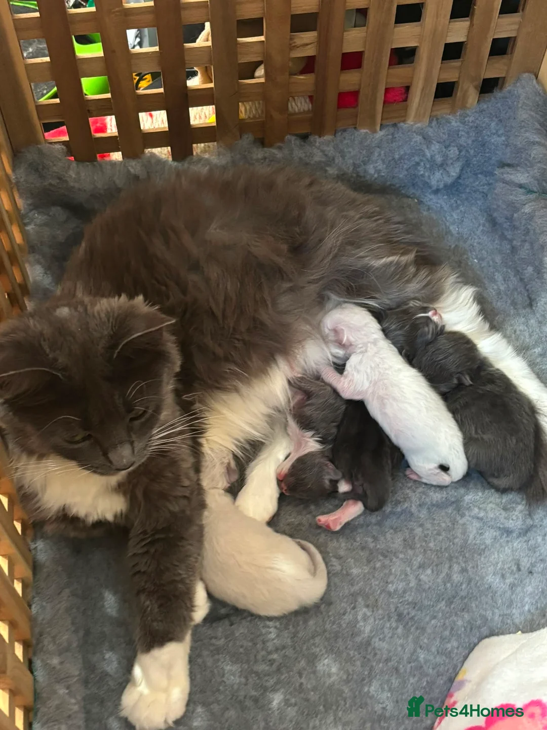 Ragdoll cats for sale: Mink ragdoll kittens  - Advert 2