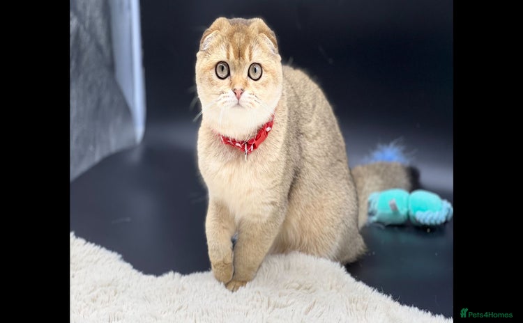 Scottish Fold cats Beautiful TICA Registered Scottish Girl Kittens - Advert 2