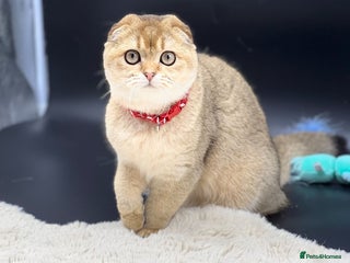 Scottish Fold cats Beautiful TICA Registered Scottish Girl Kittens - Advert 5