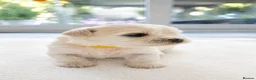 Maltese dogs for sale: Beautiful Maltese Puppies – Loving Family Homes - Advert 32