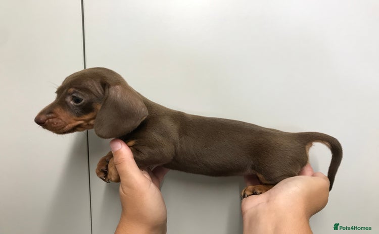 Dachshund dogs - Advert 5