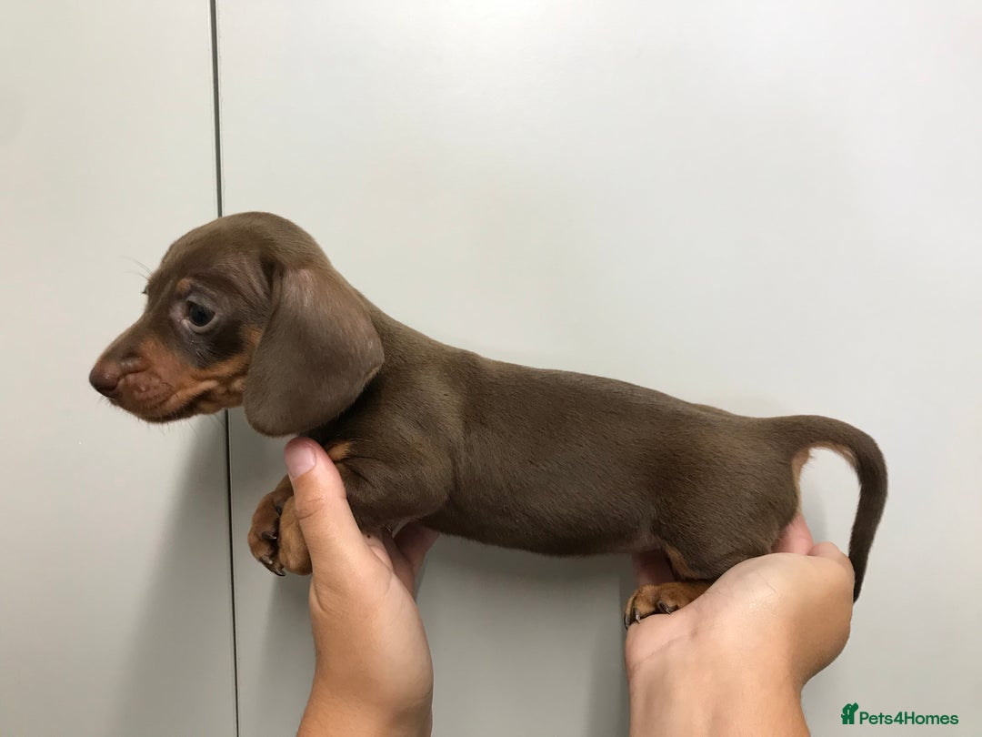 Dachshund dogs for sale: GORGEOUS MINIATURE DASHUNDS 💙 1 boy left 💙 - Image 1