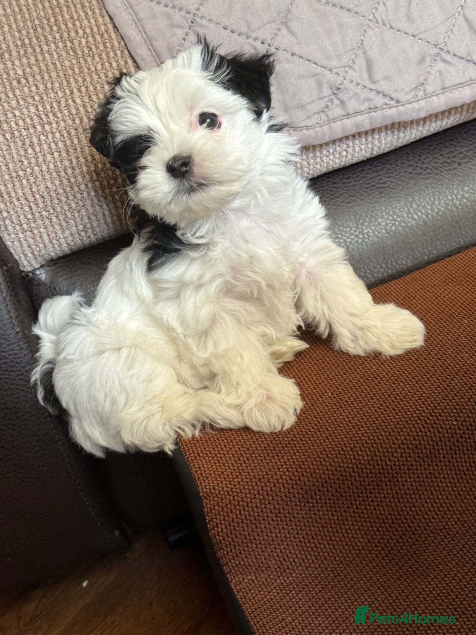 Morkie dogs Mini Morkies - Advert 3