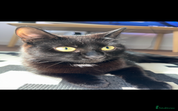 Bombay cats for sale: Beautiful black Bombay siblings  - Image 9