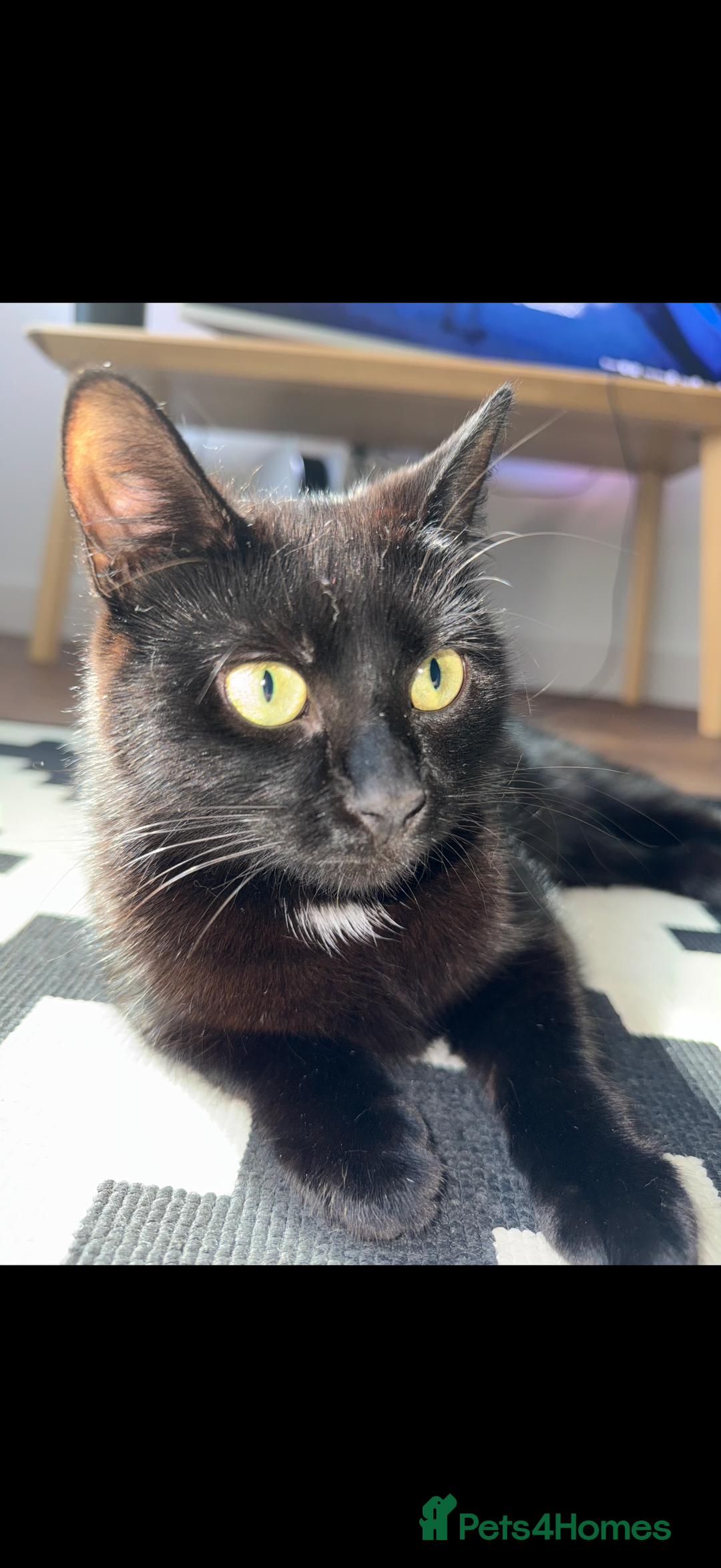 Bombay cats for sale: Beautiful black Bombay siblings  - Image 9
