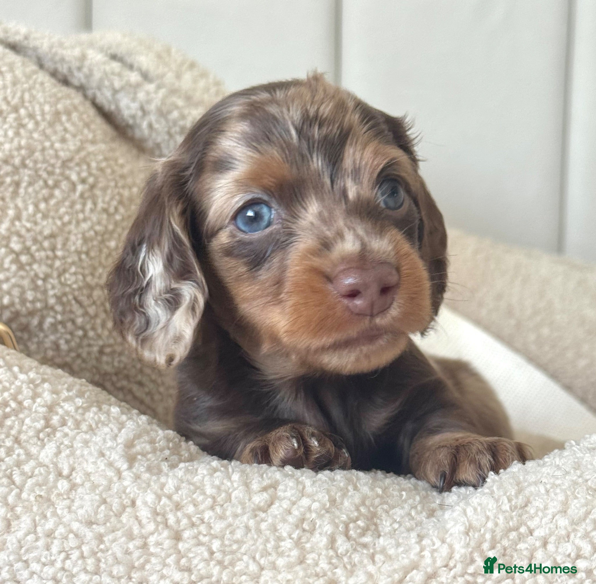 Miniature Dachshund dogs  🐾 READY NOW full panel health clear kc  - Advert 18