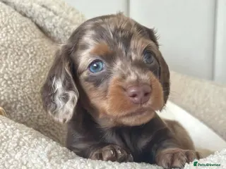 Miniature Dachshund dogs 🐾 READY NOW full panel health clear kc - Advert 18