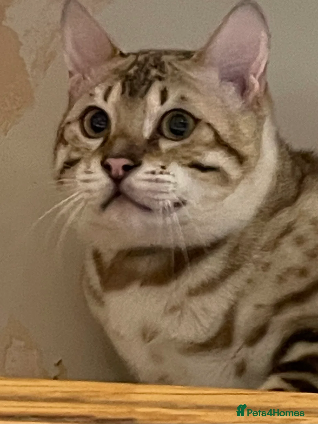 Bengal cats for sale: Outstanding pedigree Bengals - Advert 10