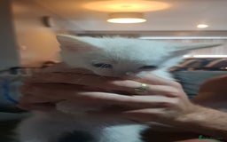 Mixed Breed cats for sale: Beautiful kitten - Image 1