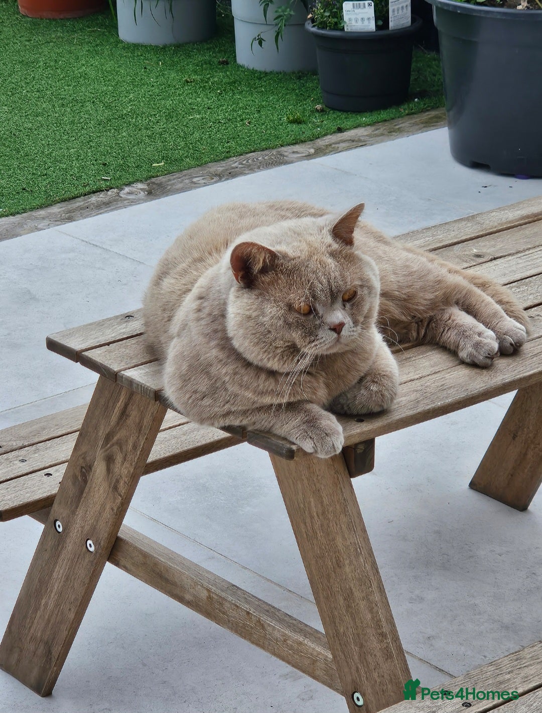 British Shorthair cats for sale: Chunky GCCF Registered Active Stud for Sale  - Image 9
