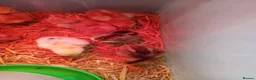 Chickens poultry for sale: Maron cross warren chicks in Brierley Hill - Advert 4