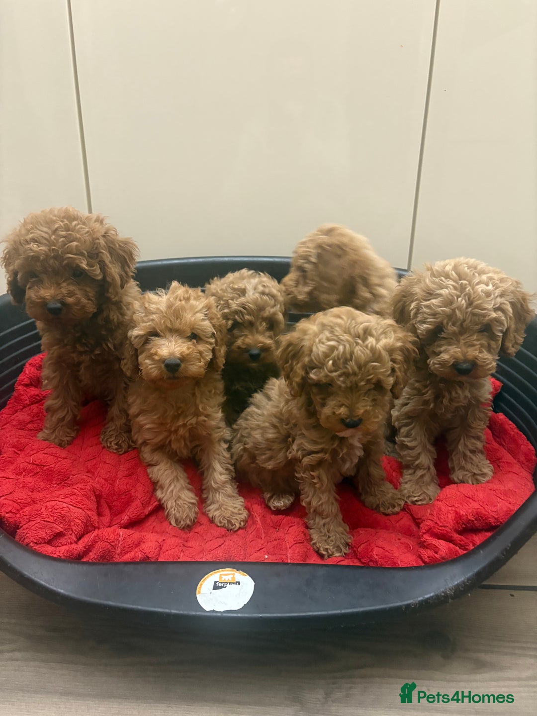 Miniature Poodle dogs for sale: Miniature poodle puppies  - Advert 7