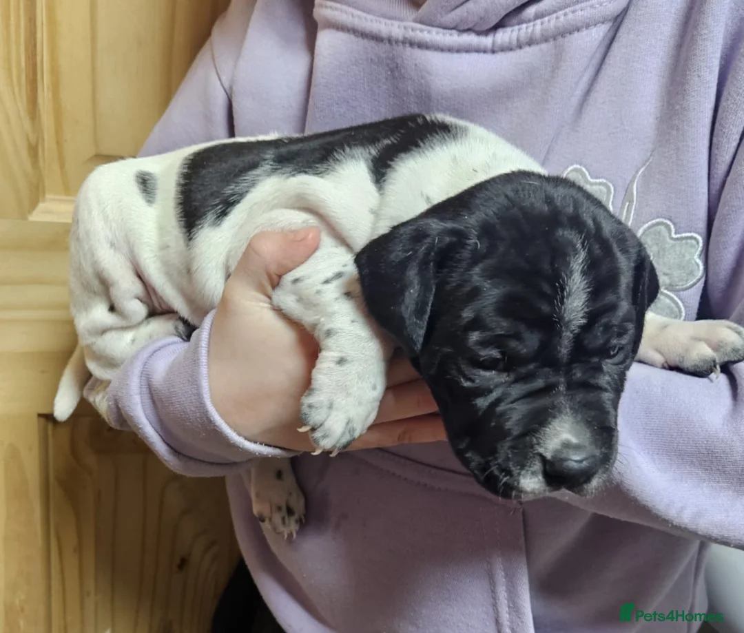 Pointer dogs for sale: English pointers - Advert 12