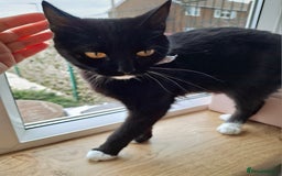 Mixed Breed cats for sale: Tuxedo  Shorthair (female), around 1 year old - Image 2