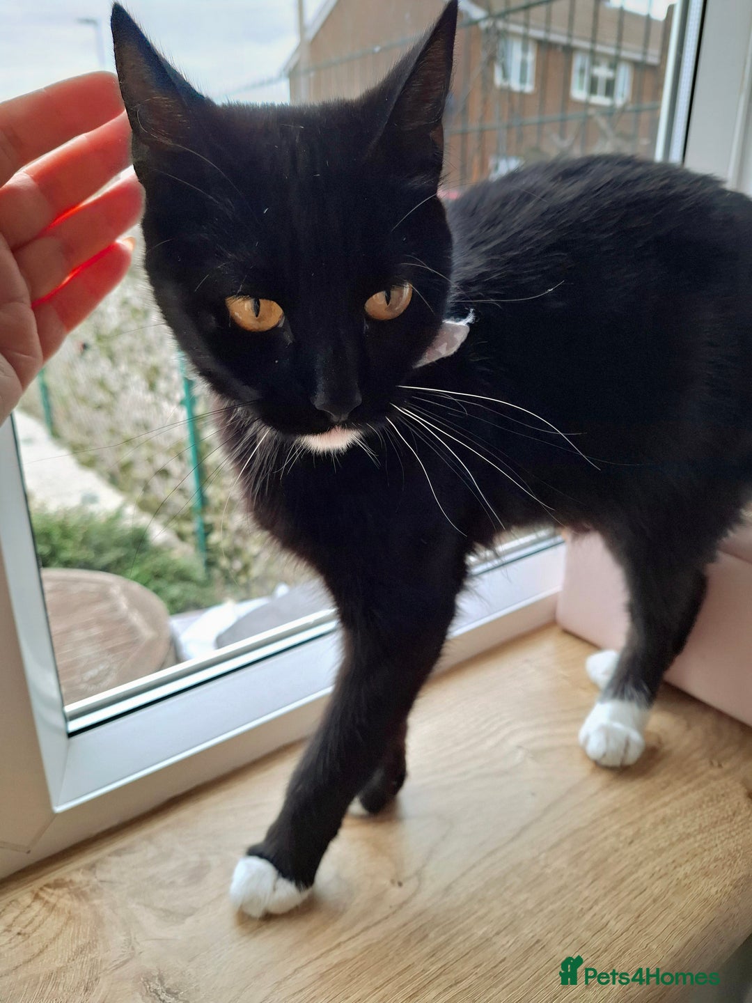 Mixed Breed cats for sale: Tuxedo  Shorthair (female), around 1 year old - Image 2