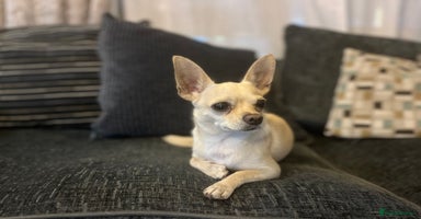 Chihuahua dogs - Advert 7