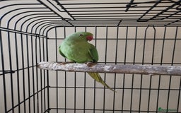 Ringnecks birds for sale: Green ringneck parrot baby  - Image 2