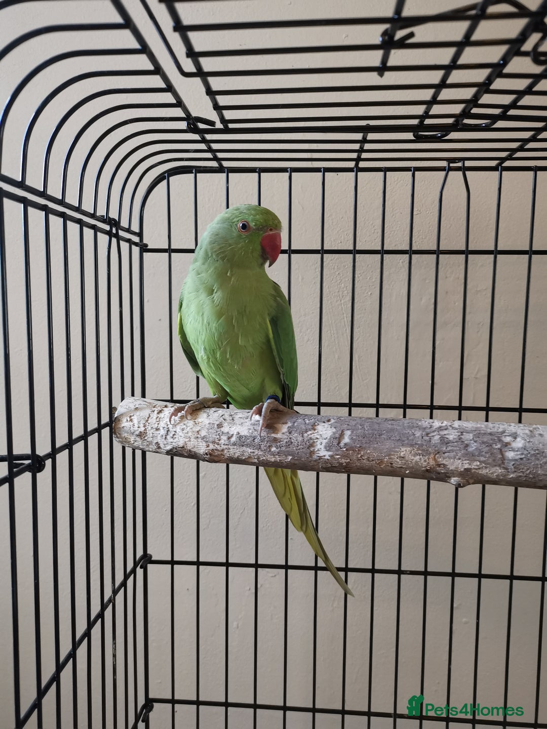 Ringnecks birds for sale: Green ringneck parrot baby  - Image 2
