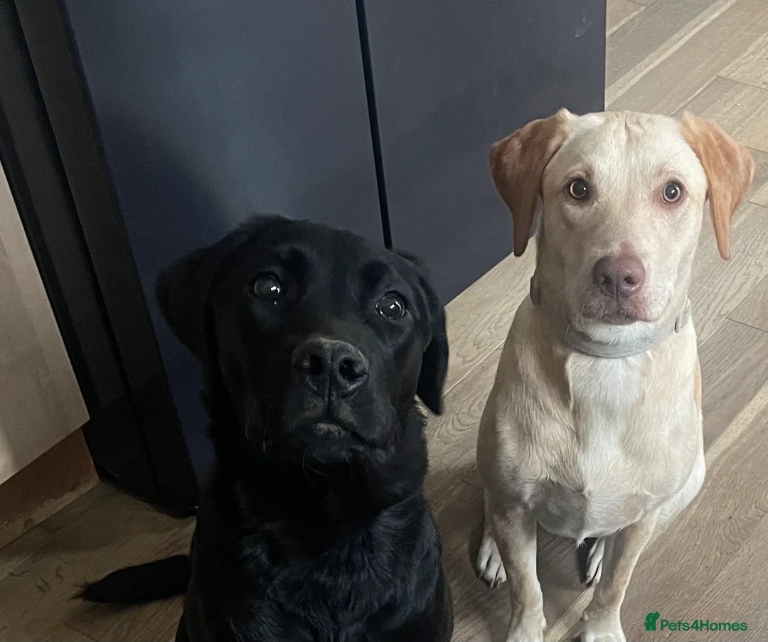 Labrador Retriever dogs for sale: Maci&Milo in Peterborough - Advert 4