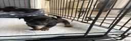 Chihuahua dogs for sale: Puppies  - Advert 5