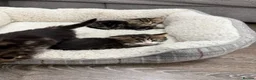 British Shorthair cats for sale: British short hair  - Advert 12
