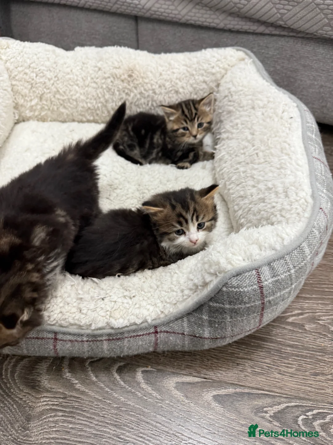 British Shorthair cats for sale: British short hair  - Advert 12