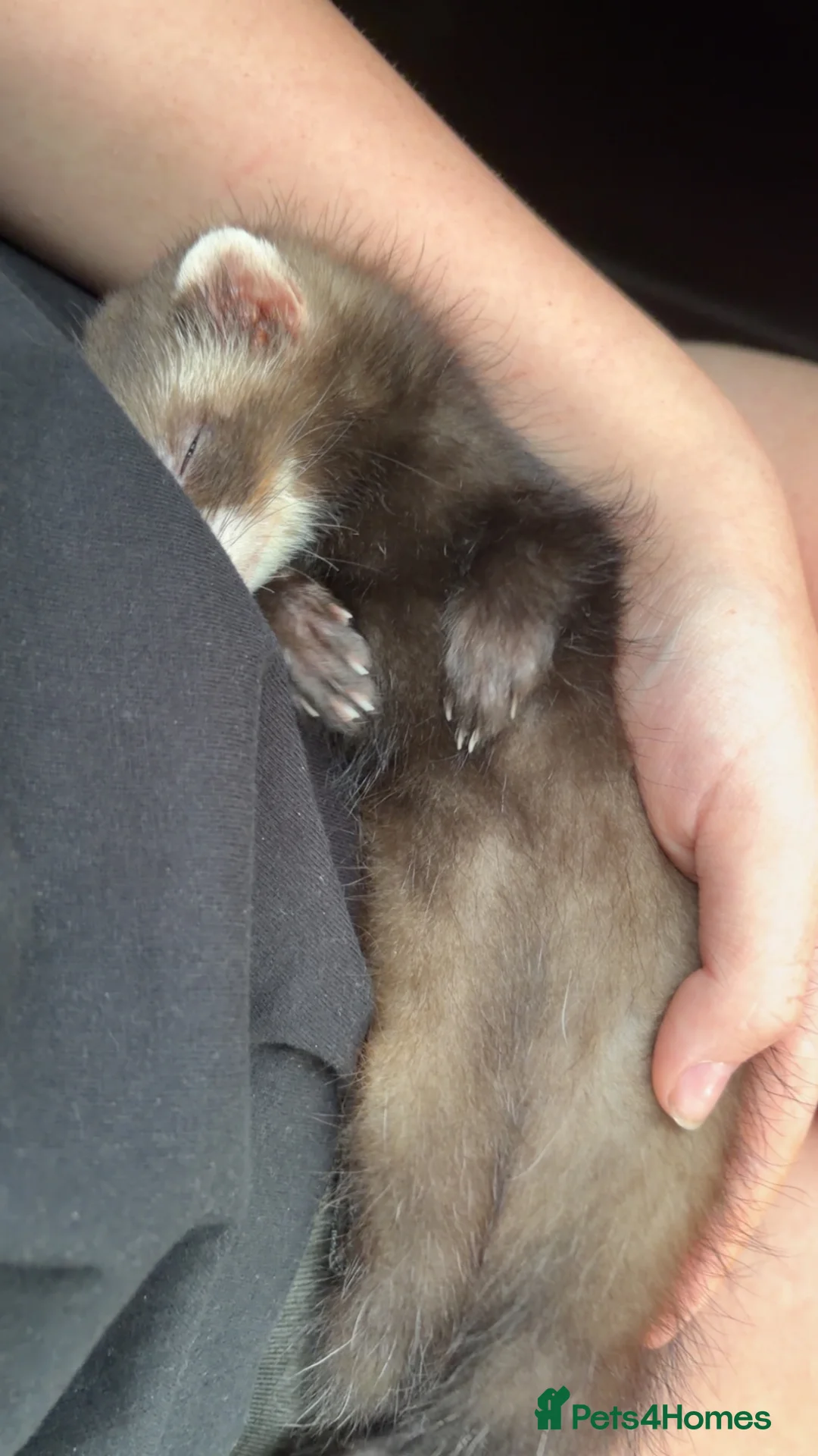 Ferret rodents for sale: Ferrets ❤️ NEED GONE ASAP - Advert 1