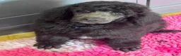 Standard Poodle dogs for sale: STANDARD POODLE PUPPIES FULLY TESTED PARENTS  - Advert 13