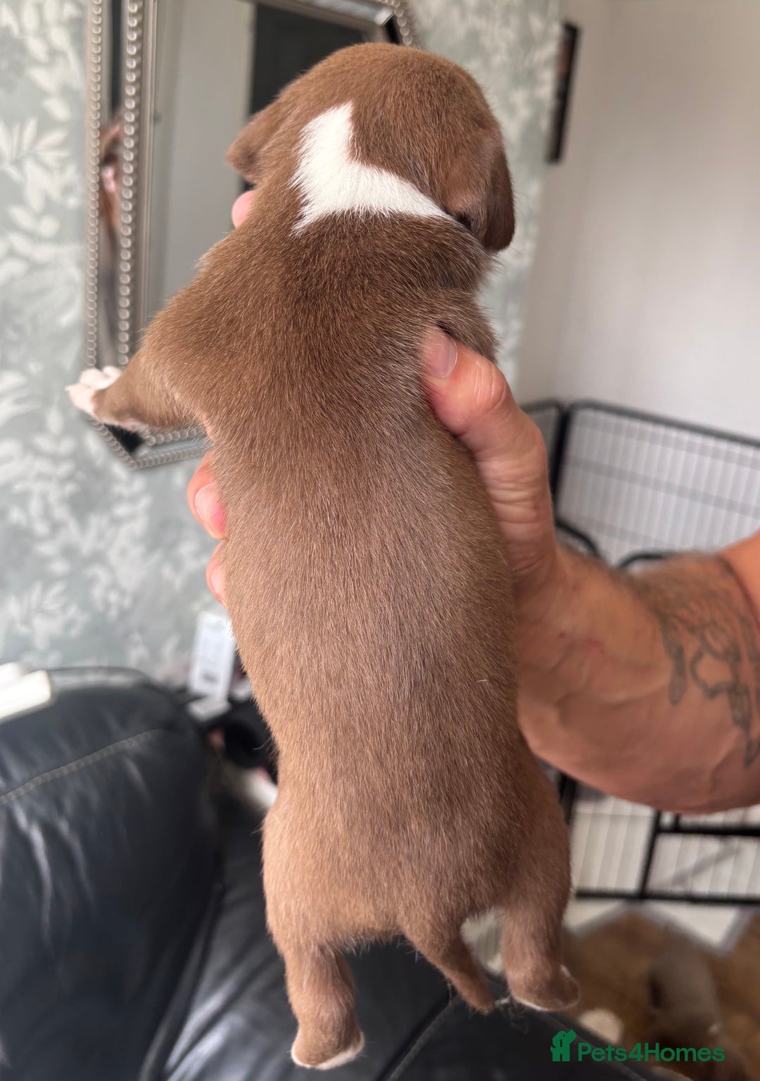 American Bull Staffy dogs for sale: 8 beautiful Amstaff puppies - Image 17