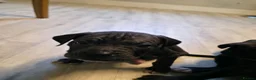 Mixed Breed dogs for sale: Cane corso cross American bulldog  - Advert 17