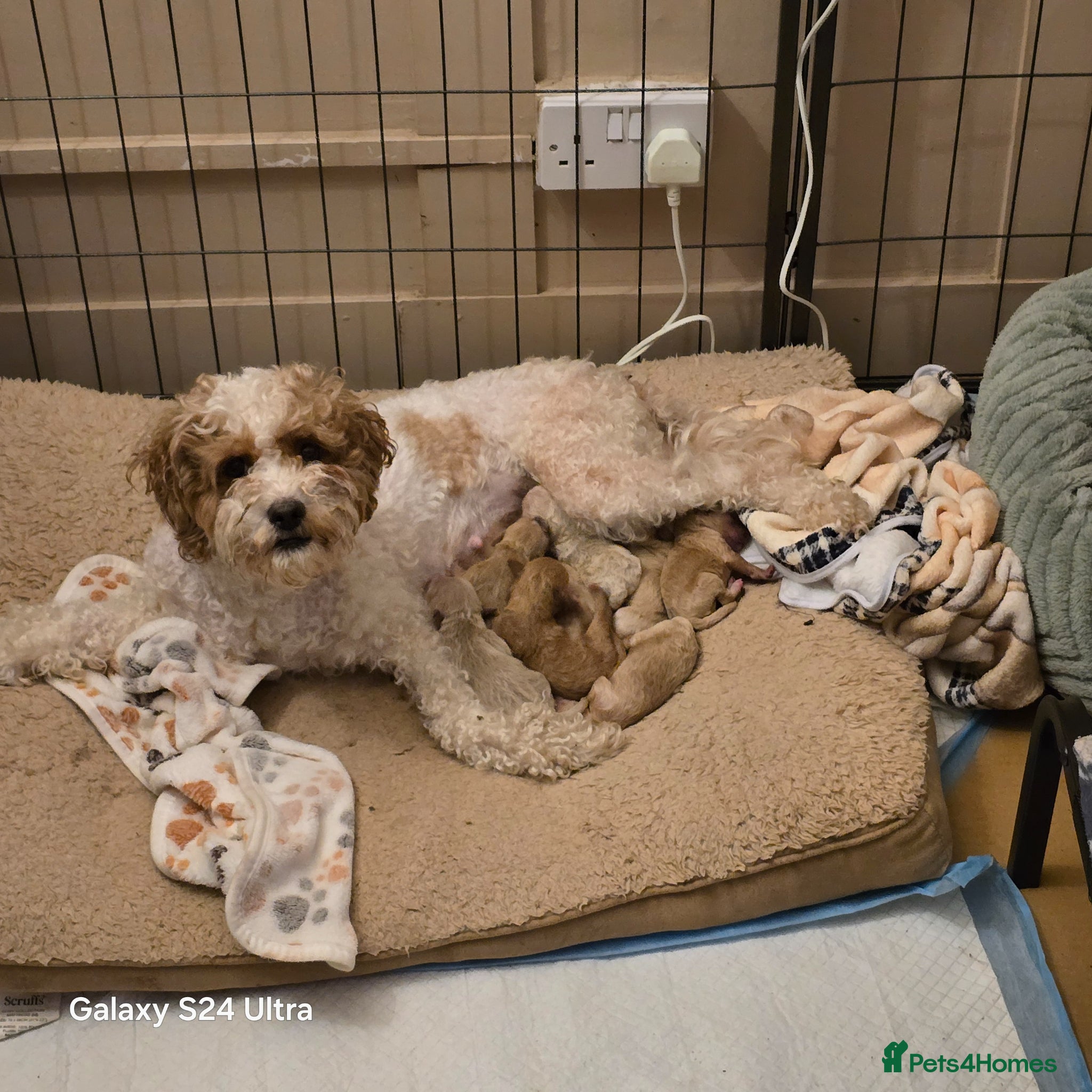 Cavapoo dogs Cavapoo pups - Advert 1