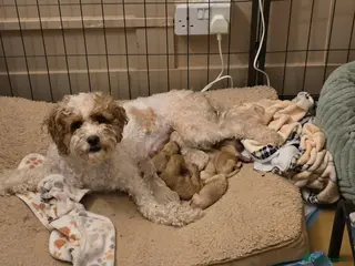 Cavapoo dogs Cavapoo pups - Advert 1