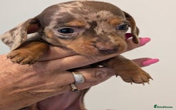 Miniature Dachshund dogs for sale: Miniature dachshund puppies - Image 8