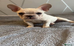 French Bulldog dogs for sale: Frenchy girls - Advert 11