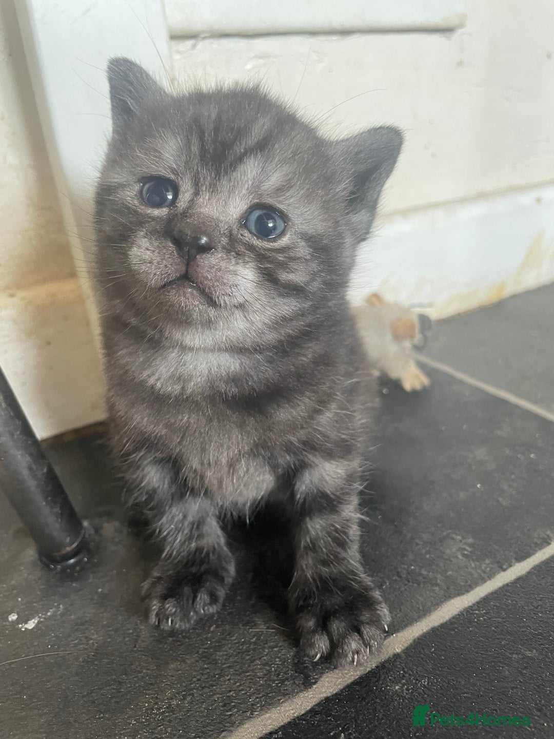 British Shorthair cats for sale: Pedigree British shorthair kittens for sale  - Image 12
