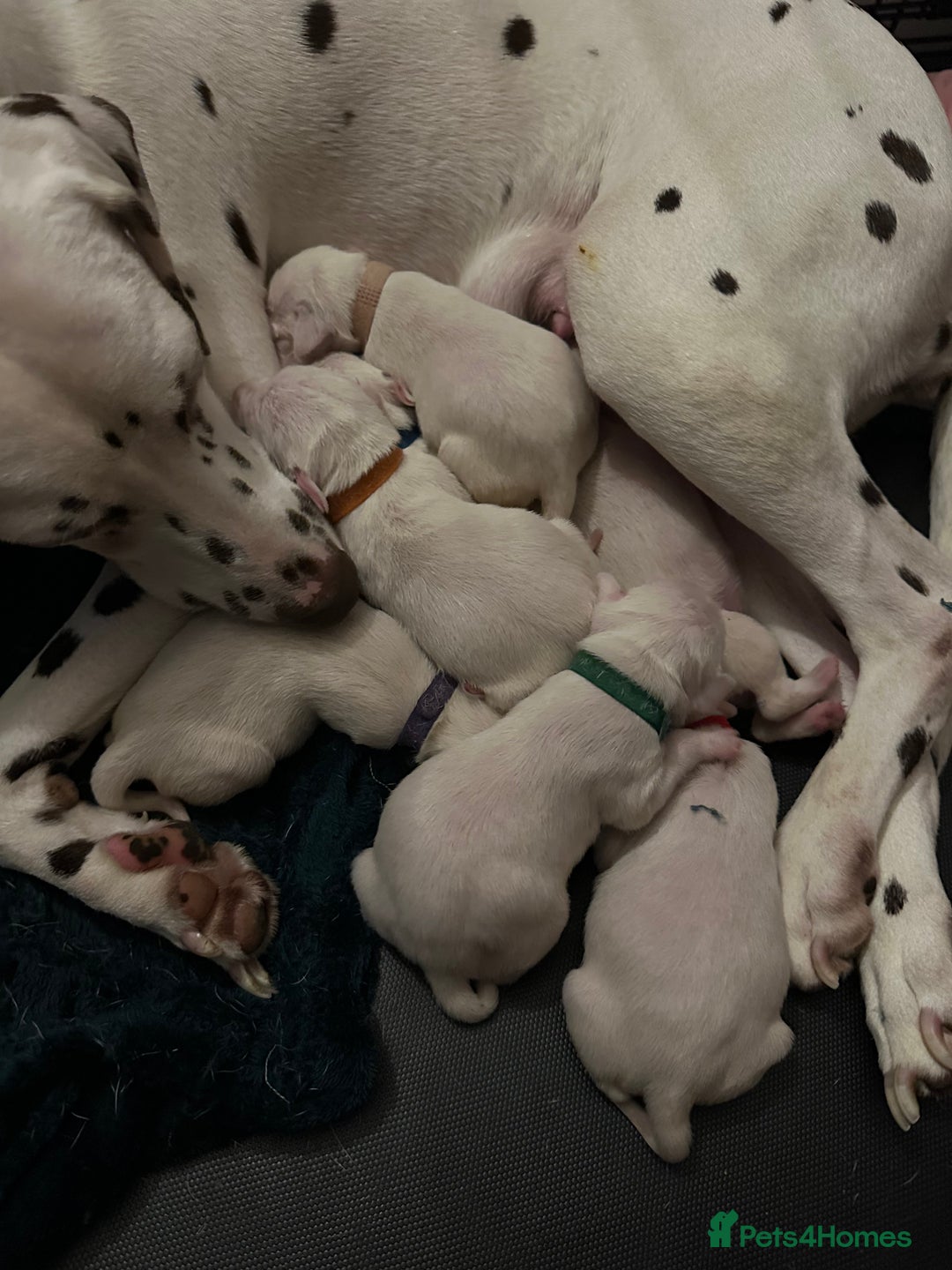 Dalmatian dogs for sale: Beautiful Dalmatian Puppies - Advert 19