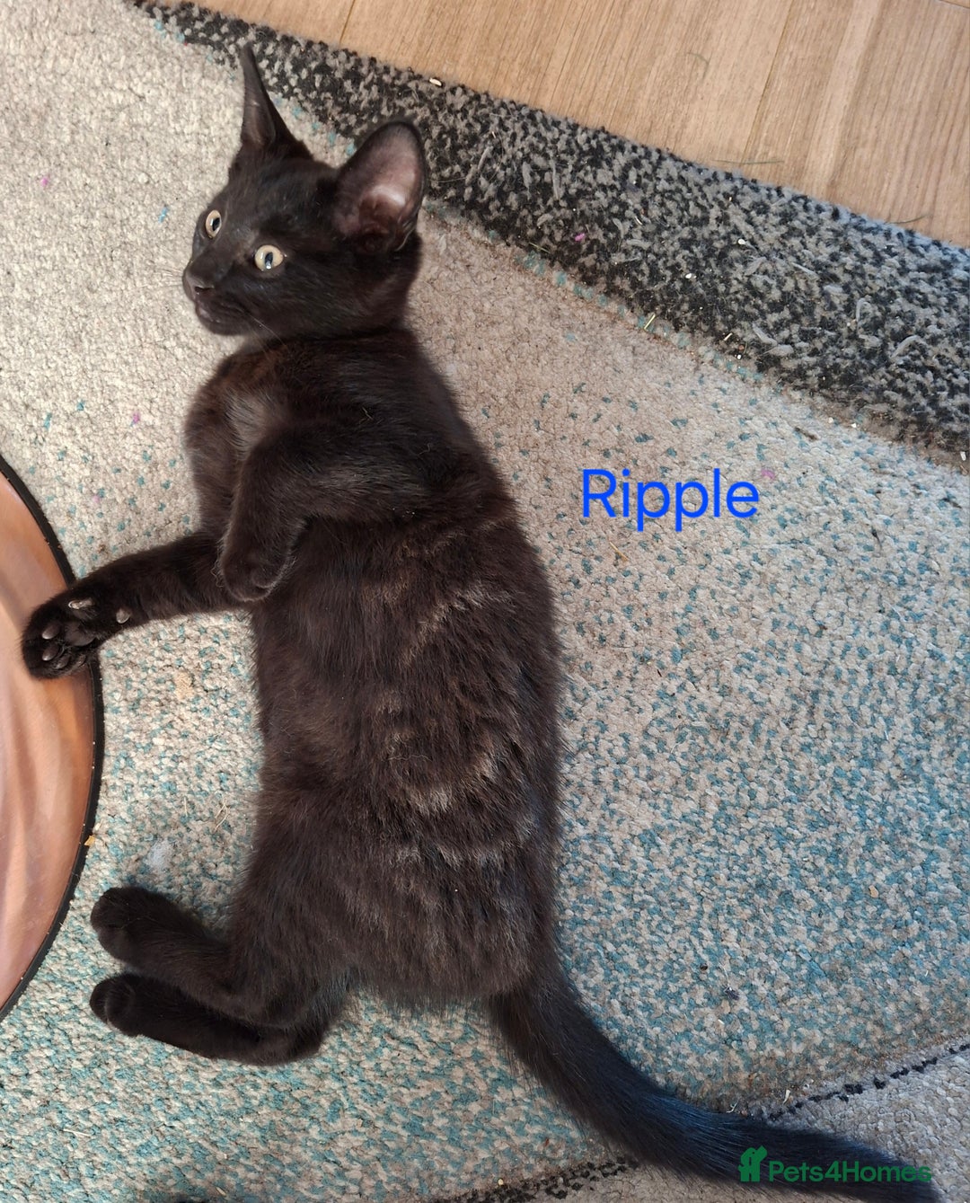 Mixed Breed cats for sale: Calling all witches and black cat lovers! - Image 9