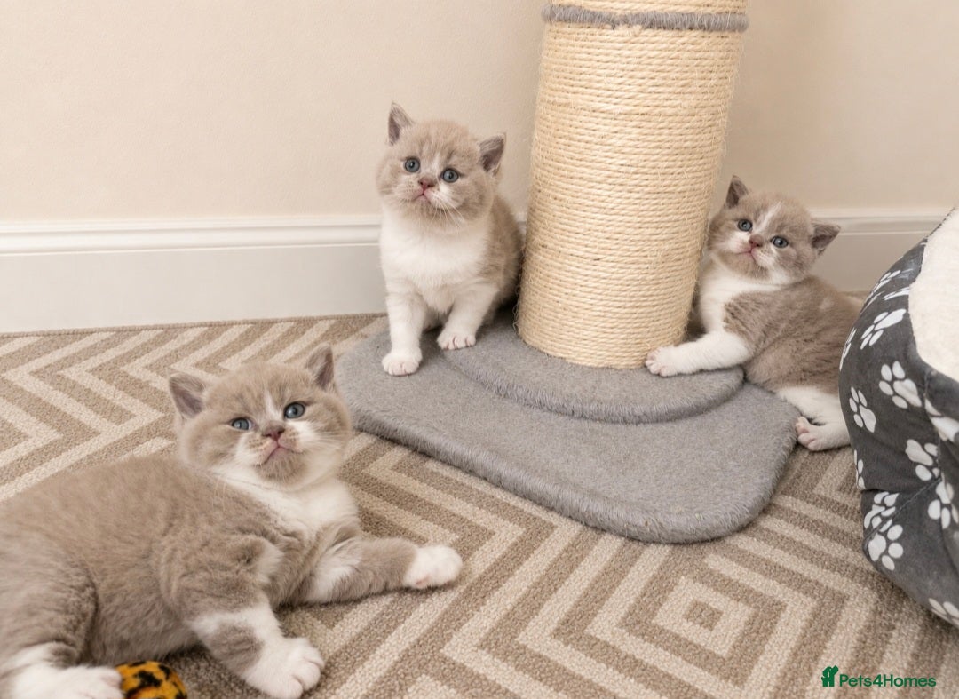 British Shorthair cats Exceptional quality British shorthair kittens  - Advert 13